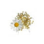 Camomille Douce 100Gr. Rosana (Diplan)