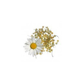 Camomille Douce 100Gr. Rosana (Diplan)