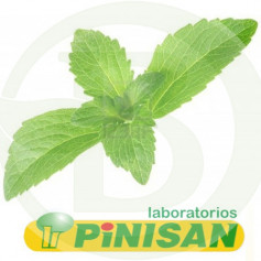 Stevia dans l'usine 40Gr. Pinisan