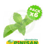 Pack 6x Stevia En Planta 40Gr. Pinisan