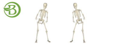 Système osseux et articulaire