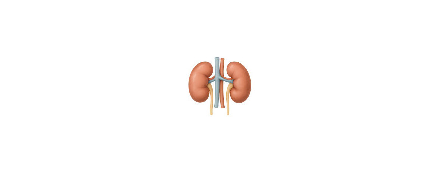 Sistema Renal