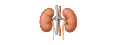 Sistema Renal