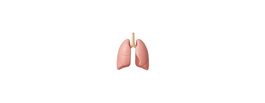 Sistema Respiratorio