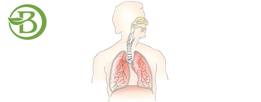 Système respiratoire