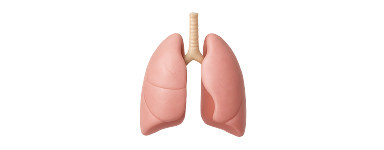 Sistema Respiratorio