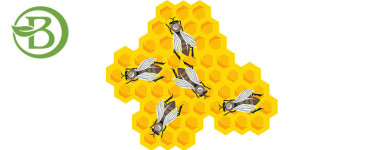 Propolis