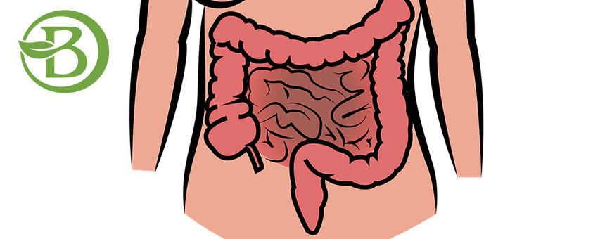 Transit intestinal
