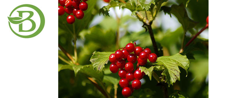 Cranberry