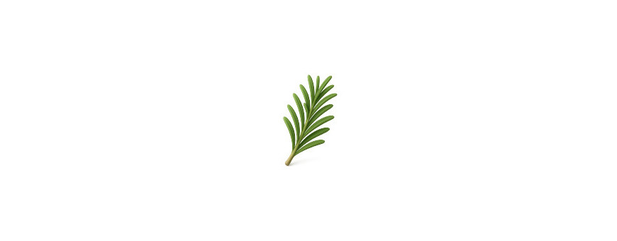 Plantas