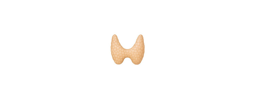 Sistema Hormonal
