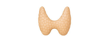 Sistema Hormonal